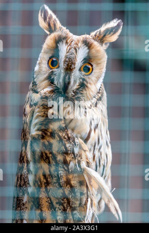 Hibou moyen-est et pose des barres de flou artistique flou derrière, regarde le spectateur avec curiosité. Portrait vertical avec de très beaux yeux Banque D'Images