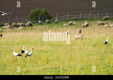 Cigognes blanches avec des moutons, Oberweser, Weser Uplands, Thuringe, Hesse, Allemagne Banque D'Images