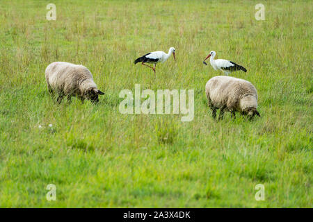 Cigognes blanches avec des moutons, Oberweser, Weser Uplands, Thuringe, Hesse, Allemagne Banque D'Images