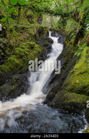 Pulhowan brûler dans le bois de la réserve crie, Newton Stewart, Dumfries et Galloway, Écosse Banque D'Images