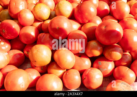 Un groupe de tomates rouges à l'ombre et au soleil, enroulés dans une ferme locale. Certains mûrs, certains ont été bannis, tous les fruits ou légumes copieux et sains Banque D'Images