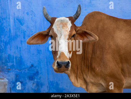 Vache indiennes dans la rue en face d'un mur bleu, du Rajasthan, Bundi, Inde Banque D'Images