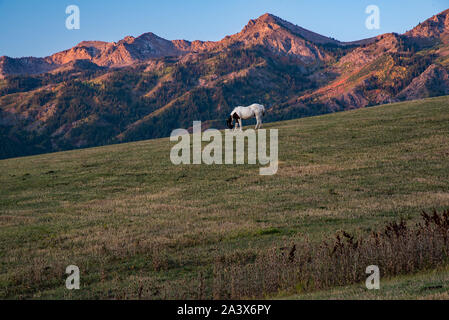 Un étalon solitaire broute, sur les contreforts du nord de l'Utah. Les montagnes majestueuses de la gamme Wasatch sont à l'arrière-plan. Banque D'Images