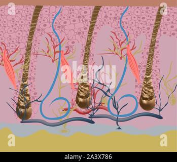 Structure et des cycles de croissance de cheveux sur une tête humaine sous un microscope de près. Vector illustration. Sèche sous la peau. Illustration de Vecteur