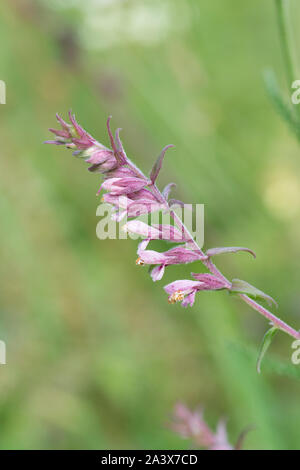 Bartsia Bartsia, rouge, Odontites verna, Levin, Sussex, Royaume-Uni, août, Banque D'Images