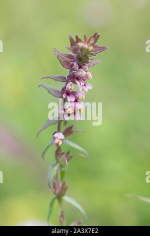 Bartsia Bartsia, rouge, Odontites verna, Levin, Sussex, Royaume-Uni, août, Banque D'Images