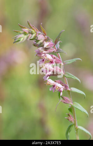 Bartsia Bartsia, rouge, Odontites verna, Levin, Sussex, Royaume-Uni, août, Banque D'Images