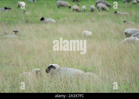 Prairies par des moutons, Oberweser, Weser Uplands, Thuringe, Hesse, Allemagne Banque D'Images