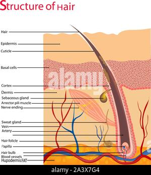 Structure et des cycles de croissance de cheveux sur une tête humaine sous un microscope de près. Vector illustration. Sèche sous la peau. Illustration de Vecteur