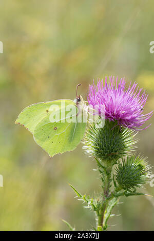 Gonepteryx rhamni Brimstone Butterfly, qui se nourrissent de Spear Thistle, Cirsium vulgare, Levin, Sussex, Royaume-Uni, août, Banque D'Images