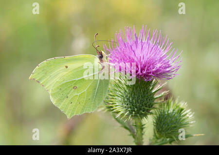 Gonepteryx rhamni Brimstone Butterfly, qui se nourrissent de Spear Thistle, Cirsium vulgare, Levin, Sussex, Royaume-Uni, août, Banque D'Images