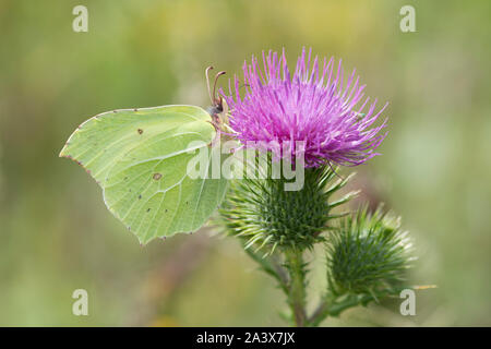 Gonepteryx rhamni Brimstone Butterfly, qui se nourrissent de Spear Thistle, Cirsium vulgare, Levin, Sussex, Royaume-Uni, août, Banque D'Images