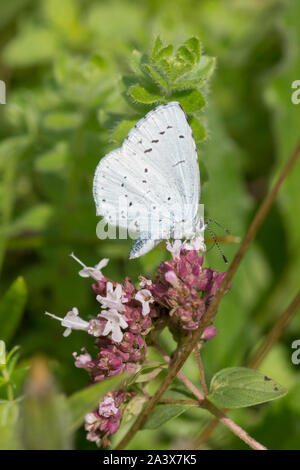 Holly, Celastrina argiolus papillon bleu, en se nourrissant de la Marjolaine, Levin, Banque D'Images