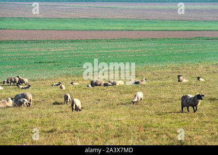 Prairies par des moutons, Oberweser, Weser Uplands, Thuringe, Hesse, Allemagne Banque D'Images