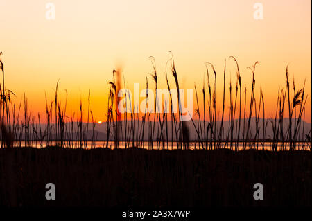 Soleil de l'herbe à l'automne coucher du soleil avec l'orange et le ciel jaune, une scène symbole de paix et de méditation Banque D'Images