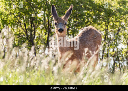 Un curieux mule deer seul sur le dessus de la Selle Mountain Wilderness à Kaibab National Forest, Arizona. Banque D'Images