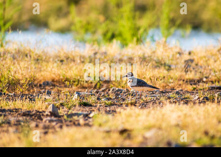 Un oiseau pluvier kildir chez Alamo Lake State Park, Wenden, Arizona. Banque D'Images