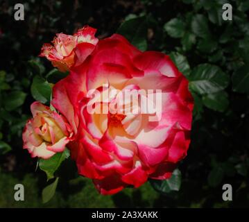 Une belle rose et blanc isolé Banque D'Images
