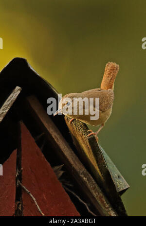 Le sud du Troglodyte familier (Troglodytes aedon chilensis) adulte perché sur le Parc National Puyehue toit, le Chili Janvier Banque D'Images