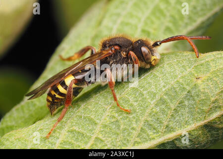 Marsham's Nomad (abeille Nomada marshamella) reposant sur des feuilles de plantes. Tipperary, Irlande Banque D'Images