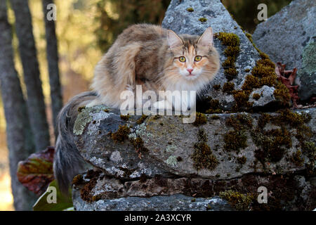 Chat norvégien belle femme assise dans le jardin au début du printemps Banque D'Images