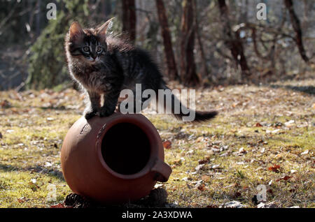 Un doux quelques mois chat norvégien debout sur pot de terre cuite à l'extérieur sur une journée de printemps ensoleillée Banque D'Images