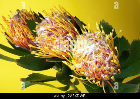 Bouquet de fleurs (trois LEUCOSPERMUM Leucospermum cordifolium) avec des feuilles vertes sur fond jaune. Focus sélectif. Close-up. Banque D'Images