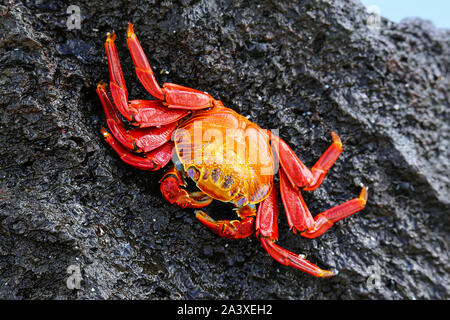 Sally Lightfoot crab (Grapsus grapsus) sur l'île d'Espanola, parc national des Galapagos, Equateur. Banque D'Images