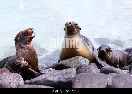 Les lions de mer des Galápagos se trouvant sur des pierres à Suarez Point, l'île d'Espanola, parc national des Galapagos, Equateur. Ces lions de mer se reproduisent exclusivement dans les Galapa Banque D'Images