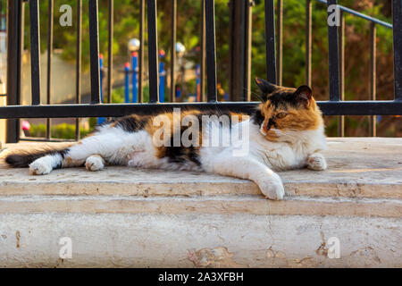 Les chats errants de Malte - fluffy chat calico allongé sous la rambarde et éclairées par la lumière du soleil chaude soirée au promenade de Sliema. Banque D'Images