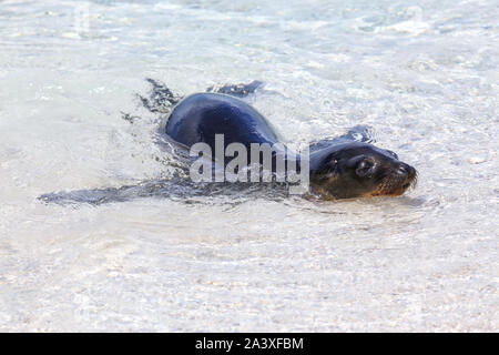 Lion de mer Galapagos jouant dans l'eau sur l'île d'Espanola, parc national des Galapagos, Equateur. Ces lions de mer se reproduisent exclusivement dans les Galapagos. Banque D'Images