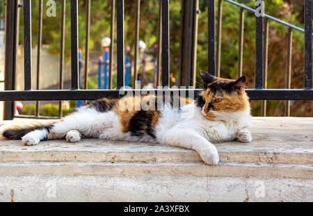 Les chats errants de Malte - fluffy chat calico allongé sous la rambarde et éclairées par la lumière du soleil chaude soirée au promenade de Sliema. Banque D'Images