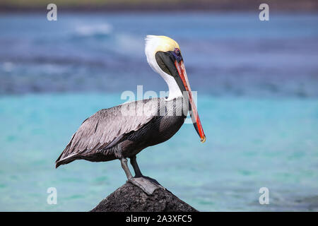 Pélican brun (Pelecanus occidentalis) assis sur un rocher à Suarez point, l'île d'Espanola, parc national des Galapagos, Equateur. Banque D'Images