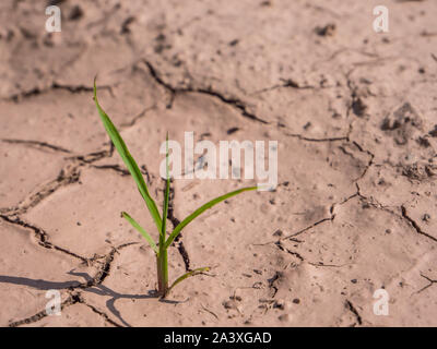 Plante verte poussant sur les sols morts secs Banque D'Images