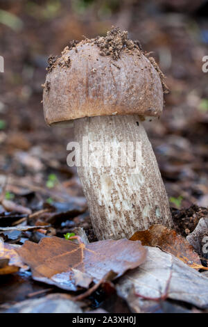 Le Leccinum versipelle de plus en automne dans la forêt parmi les bouleaux Banque D'Images