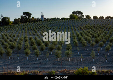 Les jeunes oliviers croissant sur les plantations en lignes en Andalousie près de Cordoba, Espagne Banque D'Images