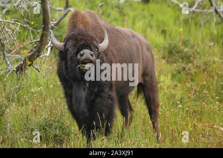 Bison mâle lèvre de curling, le Parc National de Yellowstone, Wyoming, USA Banque D'Images