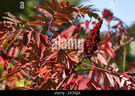 Jardins d'automne, Chicago Banque D'Images