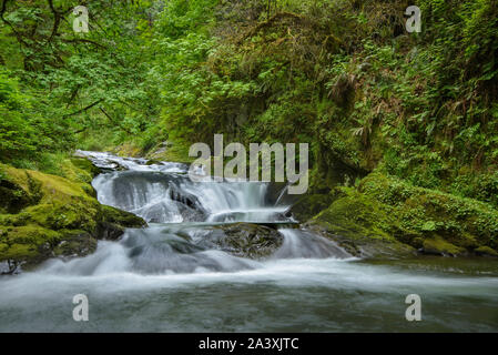 Cascade sur Sweet Creek, Oregon, les montagnes de la chaîne Côtière. Banque D'Images