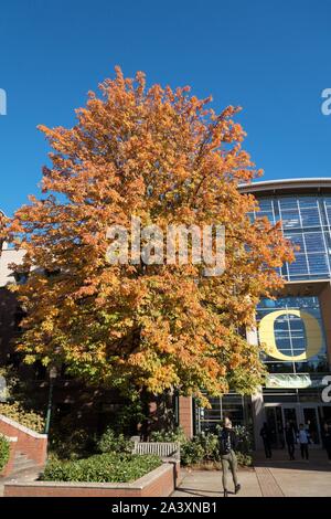 L'Aesculus flava - buckeye tree jaune. Banque D'Images