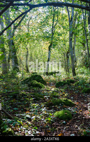 Beau conte de fée lumineuse forêt de feuillus avec des roches moussues sur le terrain Banque D'Images