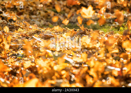 La chute des feuilles d'automne jaune battant au vent. Résumé fond avec selective focus Banque D'Images