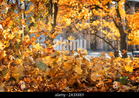 L'automne dans la ville. Les feuilles orange vol contre la ville de flou artistique. Saint Petersburg, Russie Banque D'Images