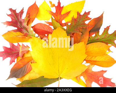 Autamn feuilles sur fond blanc Banque D'Images