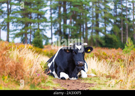 Portrait de la conservation de la faune couleur vache pâturage sam au milieu du sentier public sur réserve naturelle en Poole. Banque D'Images