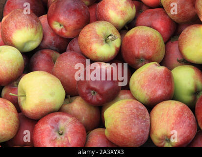 'Spartan' Apple, pommes, eaters, manger des pommes, la saine alimentation, Malus domestica Banque D'Images