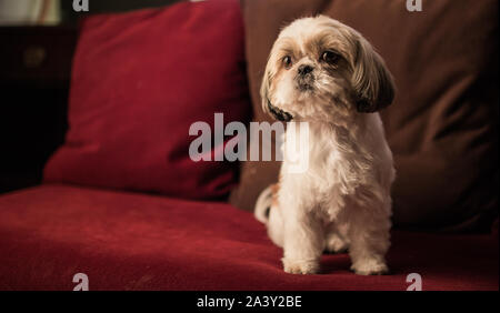 Beau brun et blanc jeune shih tzu sur canapé rouge foncé dans un arrière-plan flou. A pris naissance sur le Plateau du Tibet et a été développé en Chine. Banque D'Images