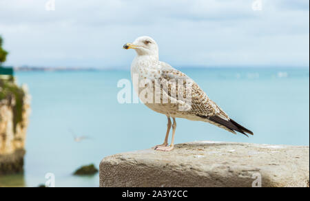 Belle mouette debout sur un mur de pierre à Cascais, Portugal. Portrait de l'oiseau à gauche, profil. Arrière-plan flou. Banque D'Images