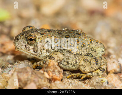 Le Crapaud de Woodhouse jeunes minuscule à peine deux pouces de longueur se trouve dans la zone de sable près de East Plum Creek, Castle Rock Colorado nous. Photo prise en septembre. Banque D'Images