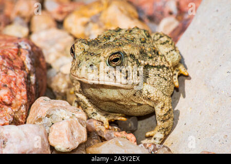 Le Crapaud de Woodhouse jeunes minuscule à peine deux pouces de longueur se trouve dans la zone de sable près de East Plum Creek, Castle Rock Colorado nous. Photo prise en septembre. Banque D'Images